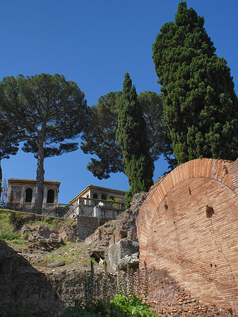 Fotos Bäume im Forum Romanum