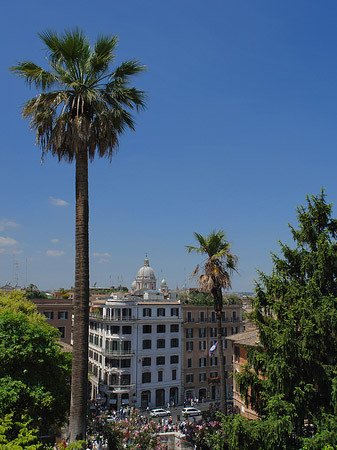 Foto Palme an der Spanischen Treppe