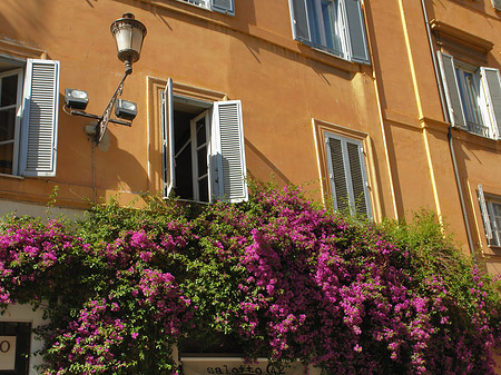 Blumen in der Altstadt Fotos