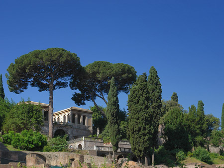 Bäume im Forum Romanum