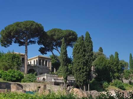 Bäume im Forum Romanum