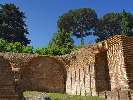 Fotos Bäume im Forum Romanum