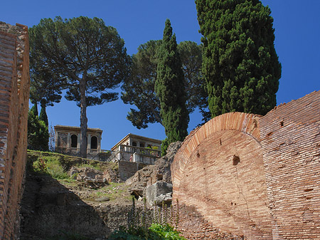 Foto Bäume im Forum Romanum