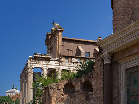 Tempel des Antoninus Pius und der Faustina Fotos