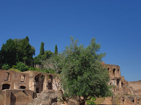 Foto Tempel der Vesta