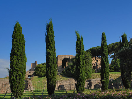 Bäume am Palatino