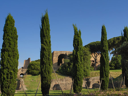 Foto Bäume am Palatino