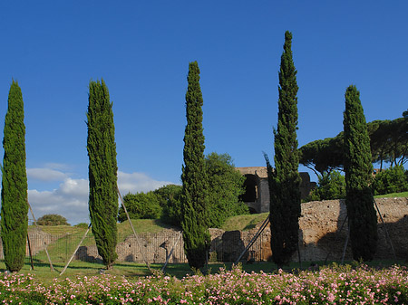 Bäume am Palatino