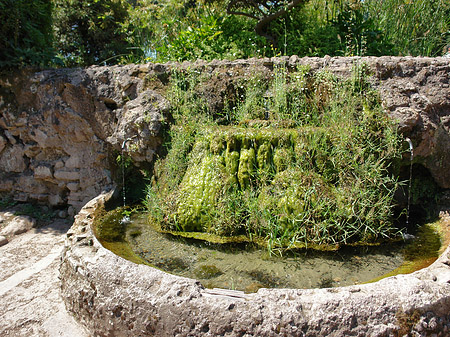 Fotos Brunnen am Palatin | Rom